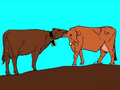 Ausgemalte Version: Kühe mit Glocken