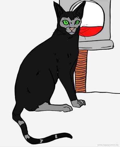 Version coloriée : Chat siamois