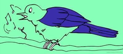 Versione colorata: Passero canterino