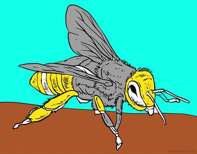 Versão colorida: Desenho de abelha melífera para colorir e imprimir