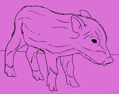 Ausgemalte Version: Wildschwein-Frischling