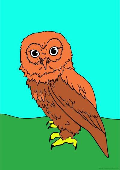 Versione colorata: Gufo di palude
