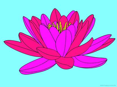 Ausgemalte Version: Geöffnete Seerose