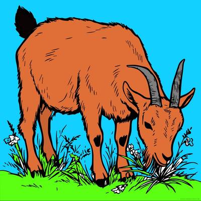 Ausgemalte Version: Ziege beim Grasen