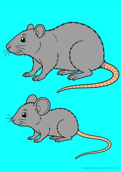 Versão colorida: Comparação anatômica entre rato e camundongo