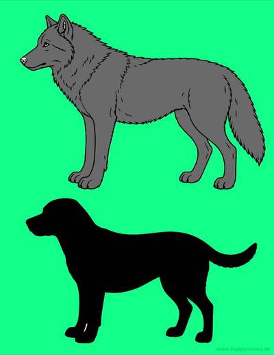 Colored version: Simple wolf and dog anatomy comparison