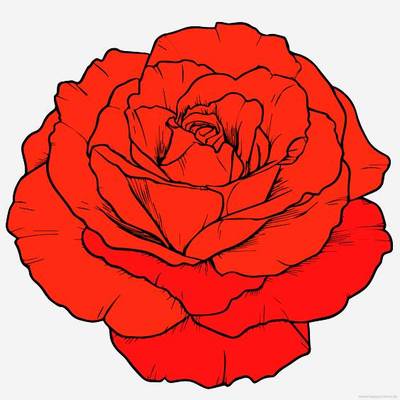 Ausgemalte Version: Blühende Rose
