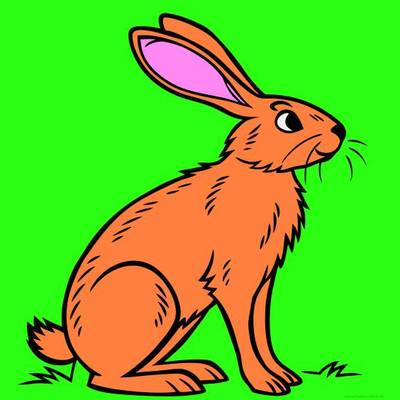 Ausgemalte Version: Realistischer sitzender Feldhase