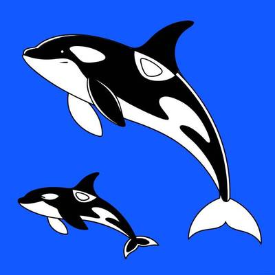 Färglagd version: Enkel späckhuggarmamma med kalv