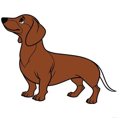 Versão colorida: Cachorro salsicha em pé