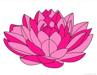 Version coloriée : Nénuphar