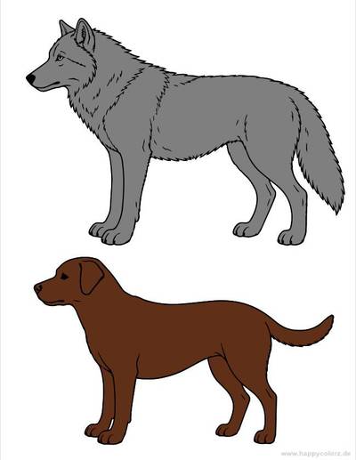 Version coloriée : Comparaison anatomique loup et chien