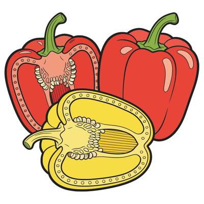 Ausgemalte Version: Drei detaillierte Paprikaschoten