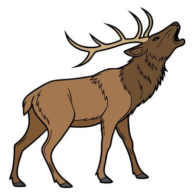 Colored version: Detailed roaring red deer stag