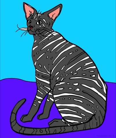 Ausgemalte Version: Orientalische Kurzhaarkatze